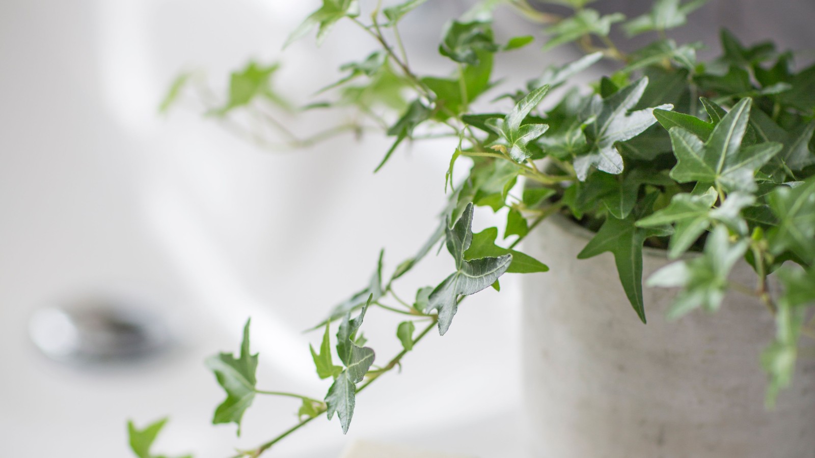 Tout pour décorer des WC sous combles Tout pour décorer des WC sous combles