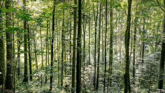 Nettoyer avec de l'eau - comment Geberit AquaClean aide à économiser du bois