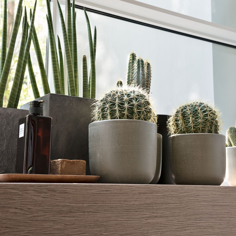 Diverses plantes sur un rebord de fenêtre