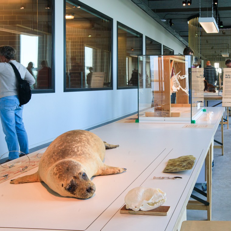 Saviez-vous que le phoque est le plus grand animal prédateur des Pays-Bas ? (© Tjeerd Visser)