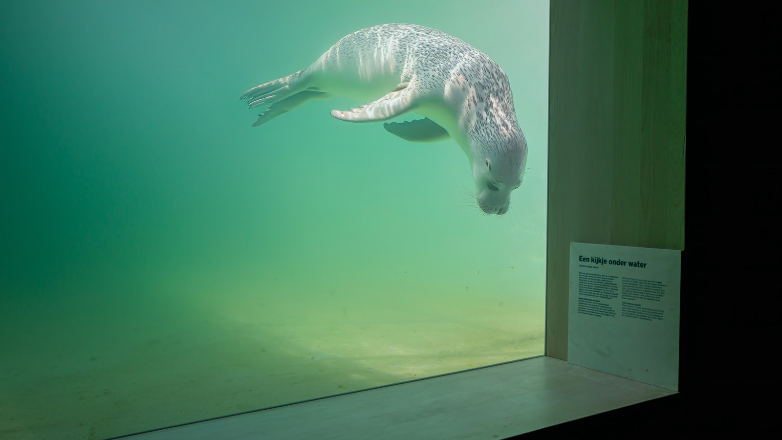 Les animaux blessés ou malades doivent pouvoir regagner la nature à la nage dès que possible (© Tjeerd Visser) Les animaux blessés ou malades doivent pouvoir regagner la nature à la nage dès que possible (© Tjeerd Visser)