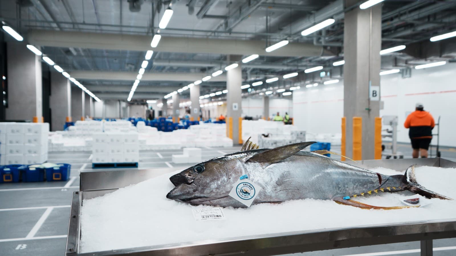 Chaque jour, entre 50 et 60 tonnes de poissons et de fruits de mer sont transformées et vendues au New Sydney Fish Market (© Grainger Films) Chaque jour, entre 50 et 60 tonnes de poissons et de fruits de mer sont transformées et vendues au New Sydney Fish Market (© Grainger Films)